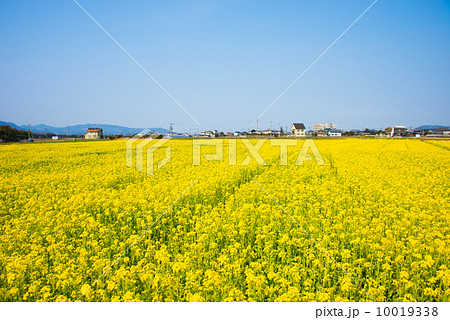 見奈良の菜の花畑 見奈良の菜の花畑 10019338