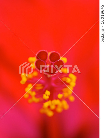 ハイビスカス 10019645