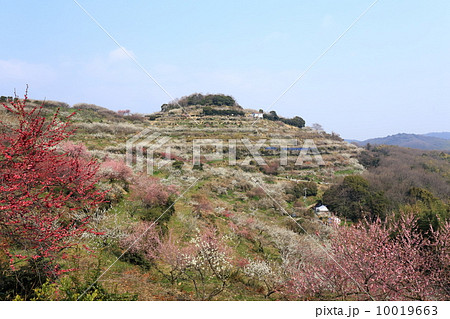 綾部山梅林 10019663