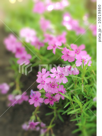 Spring flowers 10019860