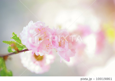 Spring flowers 10019861