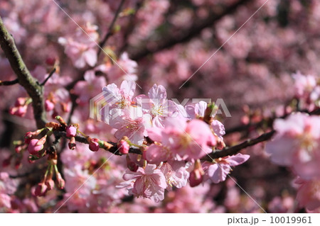 桜 10019961
