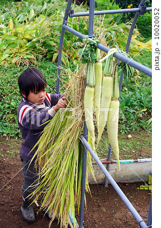 稲刈り風景（稲の束を乾燥させるシーン） 10020052
