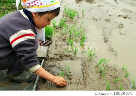 子供の田植え風景 子供の田植え風景 10020070