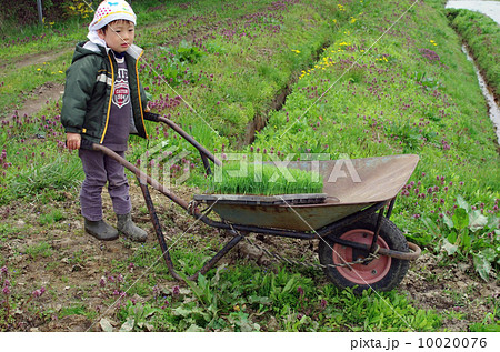 育苗箱（育成した苗）を一輪車で運ぶ子供 10020076