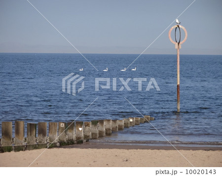 白鳥（スコットランドの海） 10020143