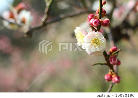 梅の花 梅の花 10020190