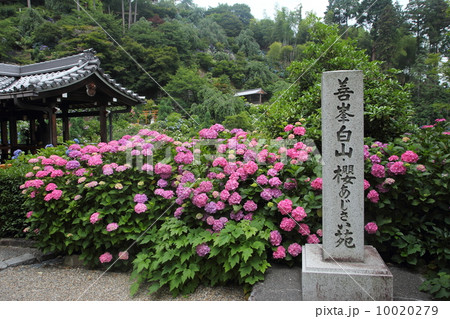 京都　善峯寺　あじさい苑 10020279
