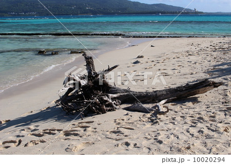マニャガハ島の美しいビーチと流木 10020294