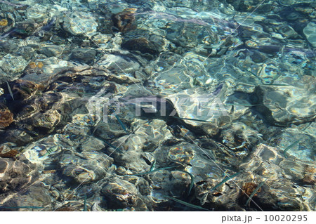 マニャガハ島の桟橋脇の海 10020295