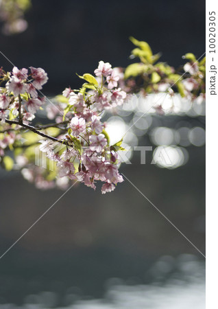 河津桜 河津桜 10020305