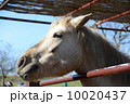 馬 馬 10020437