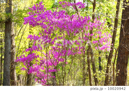 みつばつつじ 10020942