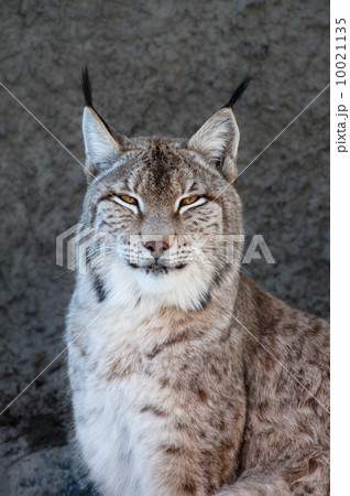Lynx Lynx 10021135