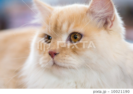 Relaxed orange-white cat 10021190