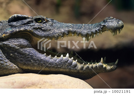 Siamese freshwater crocodile smiling Siamese freshwater crocodile smiling 10021191