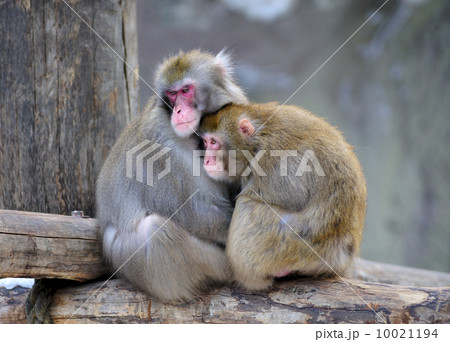 Pair of monkeys 10021194
