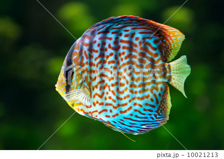 Discus, tropical decorative fish 10021213