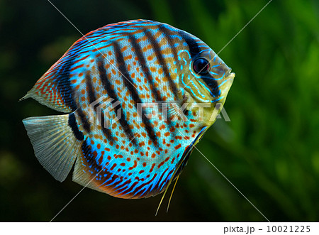 Discus, tropical decorative fish 10021225