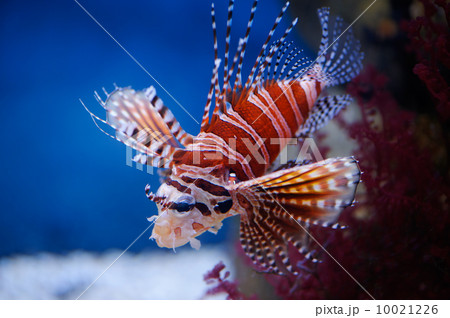 Lionfish 10021226