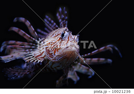 Lionfish 10021236