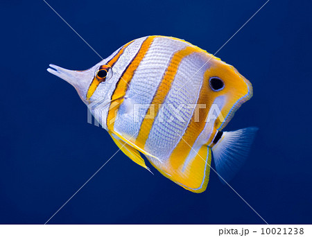 Copperband butterfly fish 10021238