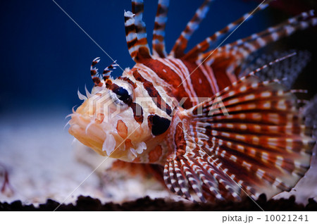 Lionfish 10021241