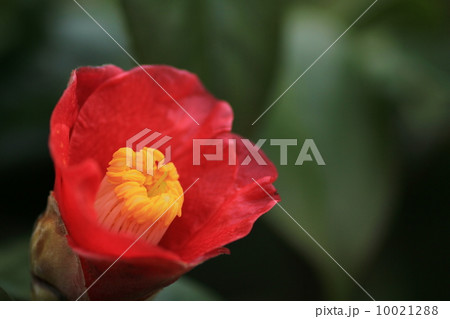 一輪の椿 10021288