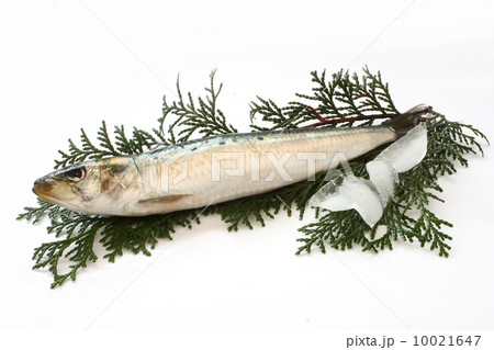 鰯　真鰯　生　食材　和食　白背景 10021647