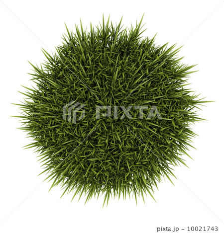 top view of decorative grass isolated on white background top view of decorative grass isolated on white background 10021743