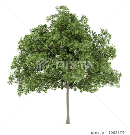 common maple tree isolated on white background 10021744