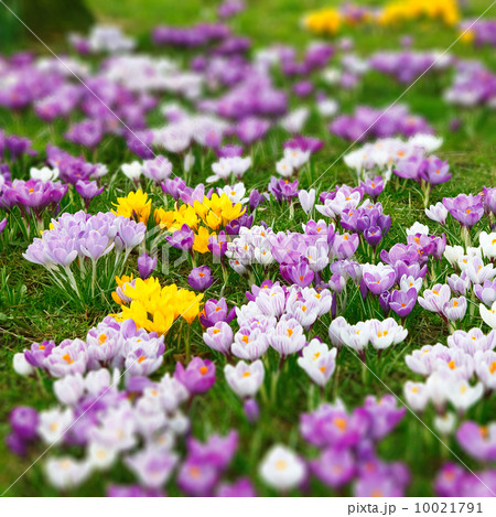 Wild crocus flowers 10021791