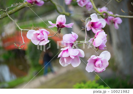 Beautiful pink magnolia flowers on branch Beautiful pink magnolia flowers on branch 10021982