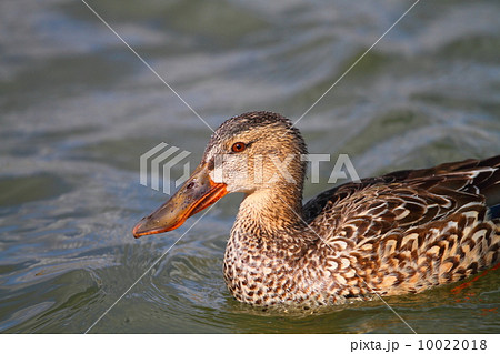 ハシビロガモの雌 ハシビロガモの雌 10022018