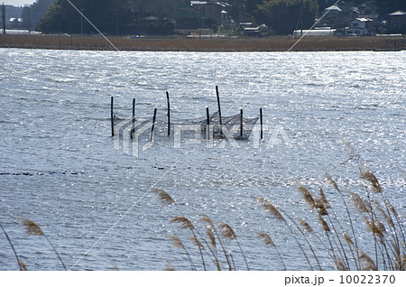 北柏の手賀沼 10022370