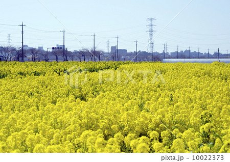 菜の花畑 10022373