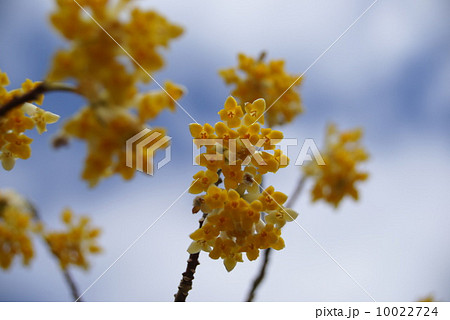 三椏の花 三椏の花 10022724
