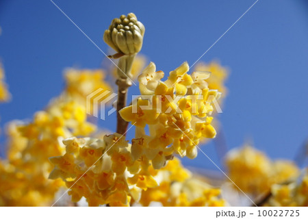 三椏の花 10022725