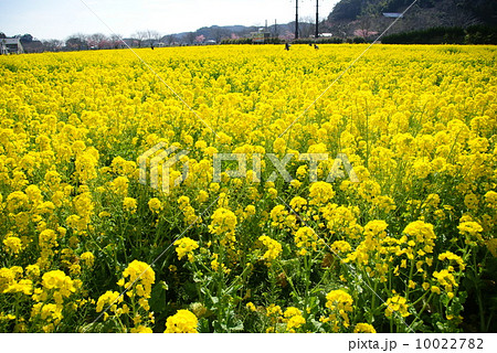 菜の花畑 菜の花畑 10022782