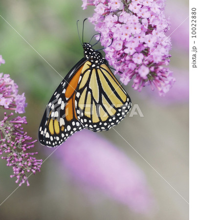 Monarch Butterfly Monarch Butterfly 10022880