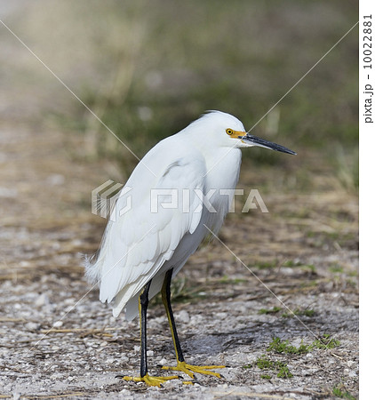 Snowy Egret Snowy Egret 10022881