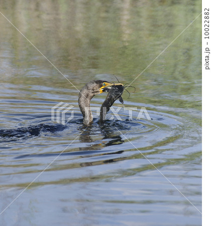 Double-crested Cormorant (Phalacrocorax carbo) 10022882