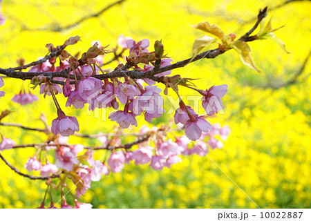 みなみの桜 みなみの桜 10022887