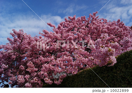 かじやの桜 かじやの桜 10022899