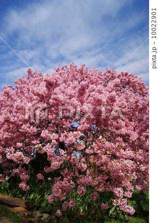 かじやの桜 かじやの桜 10022901
