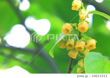 柿の木の花 10023353