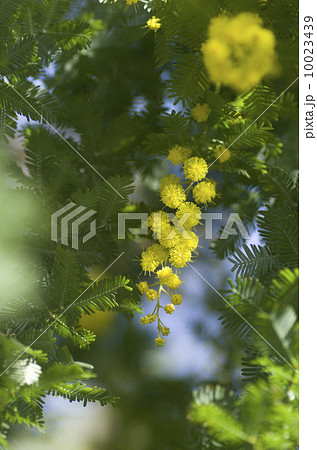 ギンヨウアカシア（ミモザ）の花 10023439