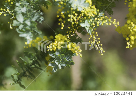 ギンヨウアカシア（ミモザ）の花 10023441