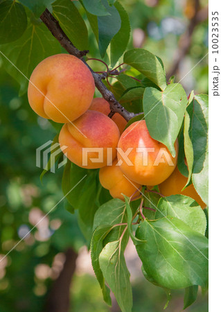 長野県千曲市森地区のあんず畑 10023535