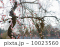 梅 10023560